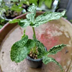 山野草 オオバコ羅紗葉 斑入り - メルカリ
