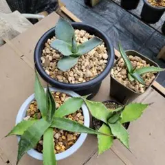アガベ 那智の輝き、華厳、シャークスキン中株、モンタナ セット