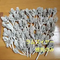 ラムズイヤー・ドライフラワー穂先のみ50個