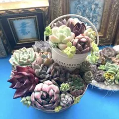 アンティーク風ブリキポット3色*そのまま飾れる多肉植物の寄せ植え
