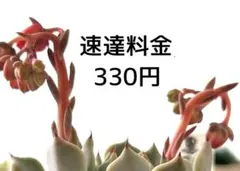 user_1c472007様 リクエスト 2点 まとめ商品