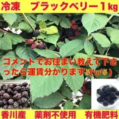 (A)冷凍ブラックベリー1kg 加工用(ジャム、スムージー、ジュース)クール便届のサムネイル