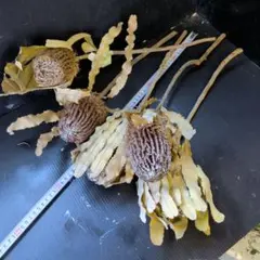 Yuhana様 リクエスト 2点 まとめ商品