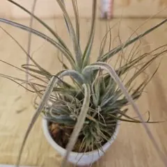 2026年最新】エーレルシアナの人気アイテム - メルカリ