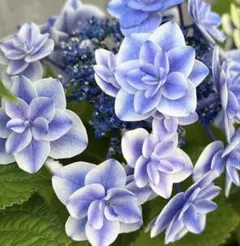 花苗】紫陽花 星占い 加茂セレクション カモセレ ポットごと発送 タグ