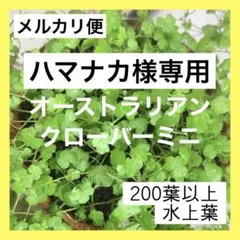 15【ハマナカ様専用】オーストラリアンクローバーミニ200葉以上水上葉 無農薬