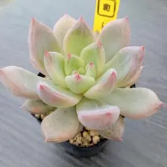 ユミコ様 リクエスト 3点 まとめ商品