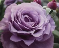 ノブァーリス薔薇大苗 - メルカリ
