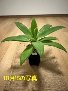 2025年最新】アガベアテナータの人気アイテム - メルカリ