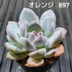 アーオーァライ　多肉植物　エケベリア　抜き苗　二頭1苗 オリビア 898 エケベリア 多肉植物 抜き苗 - メルカリ