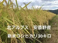 新米コシヒカリ30キロ 北アルプス 安曇野産 - メルカリ
