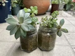 多肉植物　アロマティカス 初恋　ブロウメアナ等の抜き苗セット