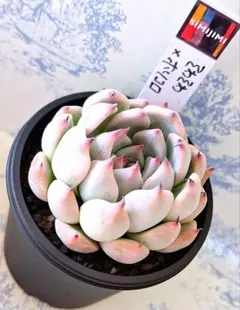 ꕤclara*様 リクエスト 8点 まとめ商品