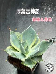 しるば様 リクエスト 2点 まとめ商品