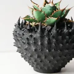 2025年最新】アガベ 鉢 3dの人気アイテム - メルカリ