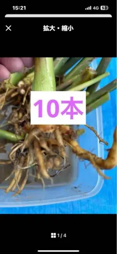 2025年最新】みょうが地下茎の人気アイテム - メルカリ