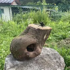 特大】クワリウム シェルター 登り木 エサ台 天然木 - メルカリ