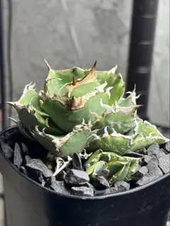 アガベ チタノタ 清櫻 セオ‼️自社OC株‼️鉢植え発送‼️ ⑨ - メルカリ