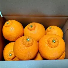 ぴーちゃん様専用 秀品✨️こだわりの木成完熟 和歌山県産 不知火デコポン約3kg