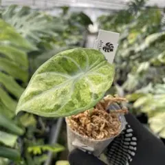 2026年最新】アロカシア 斑入りの人気アイテム - メルカリ