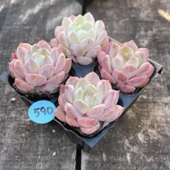 mamamama 様専用❗️590緑氷心594ポセイドン　抜き苗　4苗セット❣️