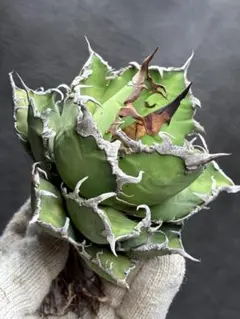 2026年最新】アガベ シーザー 大株の人気アイテム - メルカリ