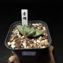 ユ*︎様 アガベ 整理品　セット売り　清櫻　皇冠　ハイブリッド　USホリダ　甲蟹 アガベ清櫻