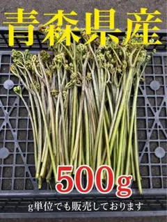 新鮮‼︎注文がきてから採取！青森県産 わらび　蕨　500g強のサムネイル