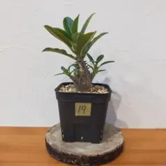 2025年最新】パキポディウム ウィンゾリーの人気アイテム - メルカリ