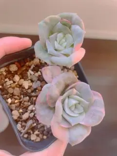 2025年最新】ラブリーローズ錦の人気アイテム - メルカリ