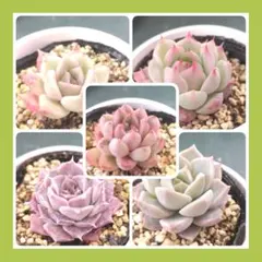 札落ち 根付き エケベリア ５種類 抜き苗発送！B