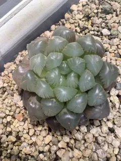 多肉植物 ハオルチア 紫オブツーサ 窓 透明感のサムネイル