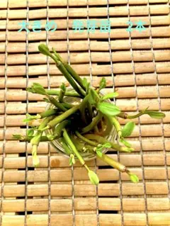 大きめ　発芽苗　2本のサムネイル