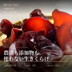 国産生キクラゲ500g 北海道産｜収穫直後発送のサムネイル