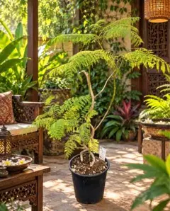 ジャカランダ 苗木 鉢植え　特大曲がり　世界3大花木