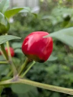 朝天唐辛子　種20粒　　無農薬栽培