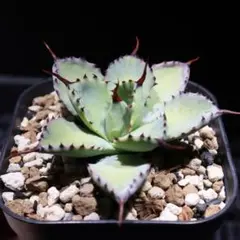 2026年最新】アガベ曲棘八荒雷神の人気アイテム - メルカリ