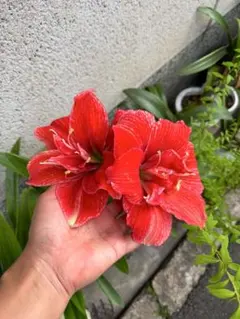 アマリリス 赤 大輪 花 - メルカリ