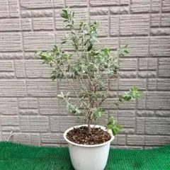 超特大 カーナハニーゴールド 正規品 8号 蕾たくさん ミニバラ - メルカリ