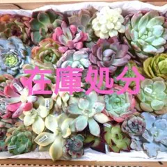 u多肉植物エケベリア❗訳あり苗＆在庫処分セット❗