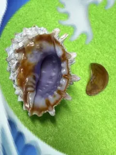 貝殻標本(沖縄の青い海の宝) ヘラサギガイ - メルカリ
