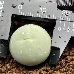 ななこ(プロフご覧下さい)様 リクエスト 2点 まとめ商品