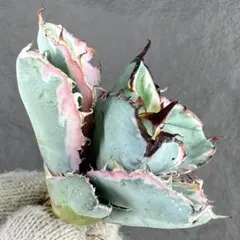 2026年最新】アガベ ブラック&ブルー 錦の人気アイテム - メルカリ