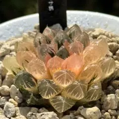 さ*️様 紫王オブツーサ錦 親株 超美株 ハオルチア 観葉植物 80 - メルカリ