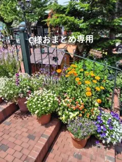 Cat.meさまおまとめ専用ページ