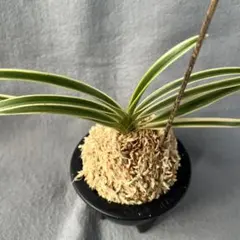 2025年最新】富貴蘭の人気アイテム - メルカリ