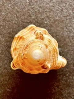 フジツガイ 7.77cm Ranellidae