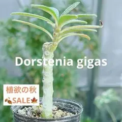 激レア【ドルステニア ギガス実生】 親株に セラアート4号ロング発送 G52 Amazon｜【現品限り】ドルステニア・ギガス 実生【F44