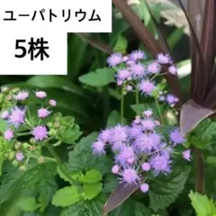 ユーパトリウム ミストフラワーあおいろフジバカマ 宿根草 抜き苗5株くらいのサムネイル