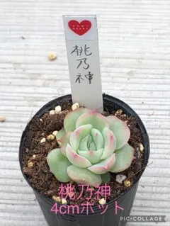 多肉植物 KAMIさん苗♡小苗セット 2025年最新】kamiさん苗の人気アイテム - メルカリ